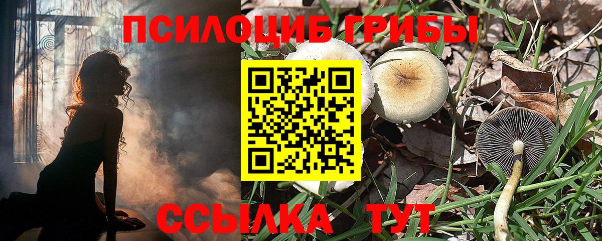 Галлюциногенные грибы Psilocybe Богородицк